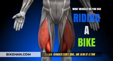 Pedal Power: Unveiling the Key Muscles Behind Cycling Strength