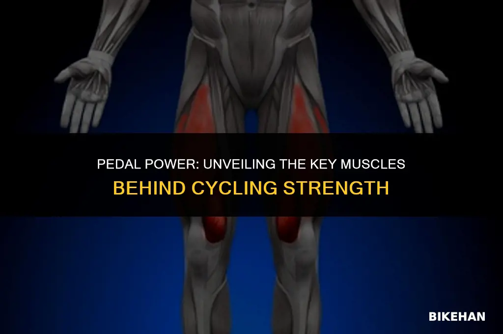 what muscle do you use riding a bike