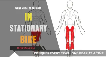 Pedal Power: Unveiling the Muscles Engaged During Stationary Bike Workouts