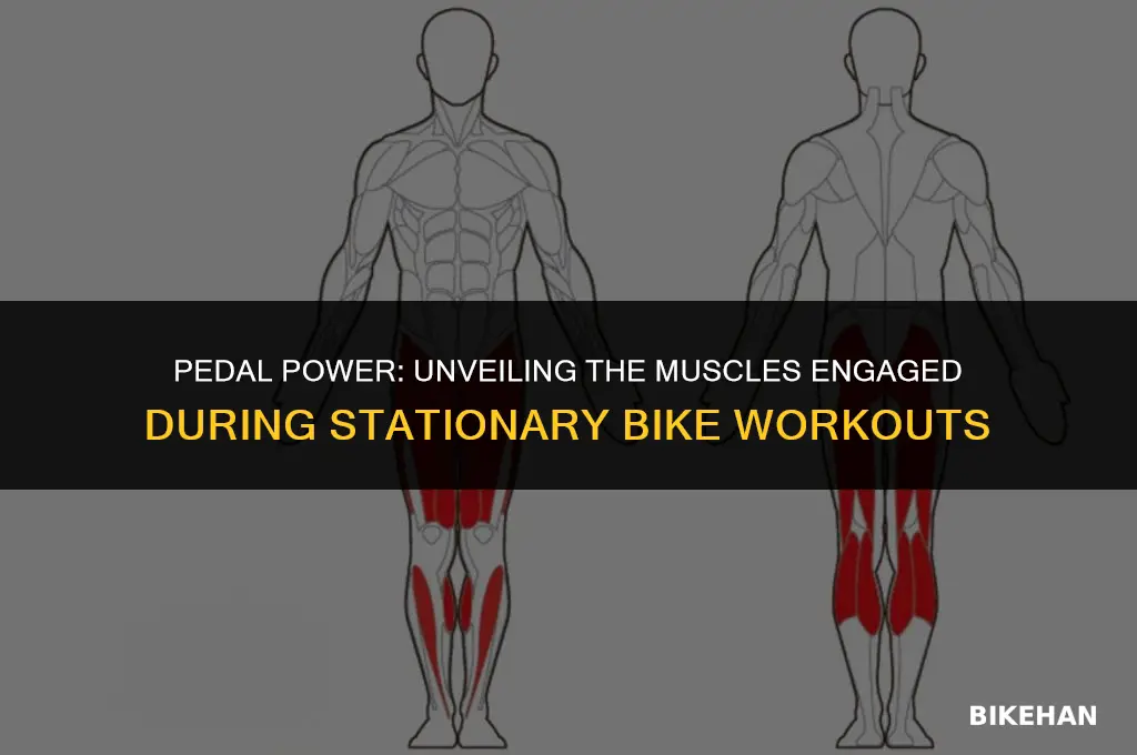 what muscles are used in stationary bike