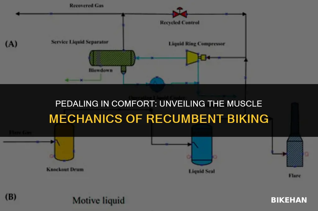 what muscles are used on a recumbent bike
