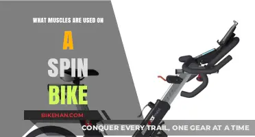 Pedal Power: Unveiling the Muscles Engaged on a Spin Bike