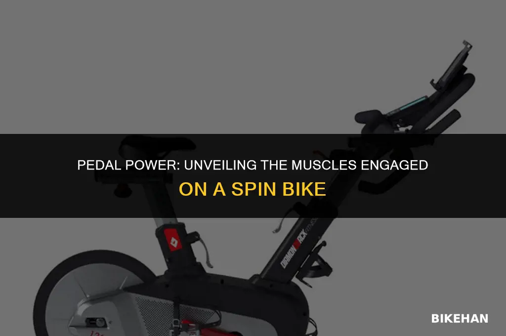 what muscles are used on a spin bike