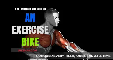 Pedal Power: Unveiling the Muscles Engaged on an Exercise Bike