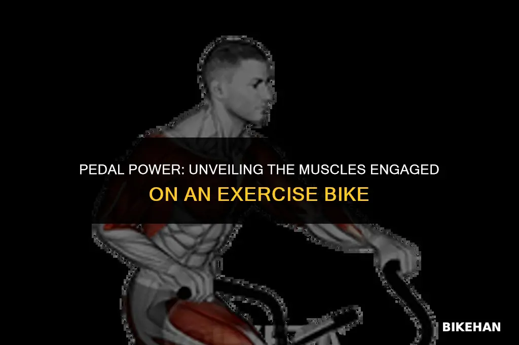 what muscles are used on an exercise bike