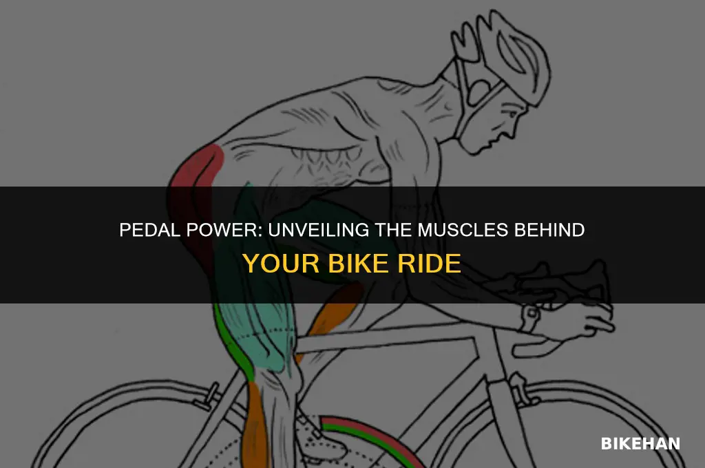 what muscles do you use on the bike