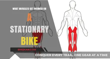 Pedal Power: Unveiling the Muscles Engaged on a Stationary Bike