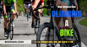 Pedal Power: Unveiling the Muscles Engaged in Cycling