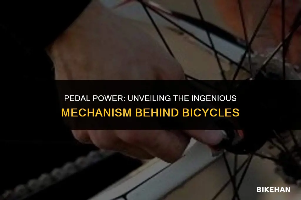 which organ makes bike